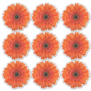 9 Pegatinas de Flor de Gerbera Naranja Kiss-Cut
