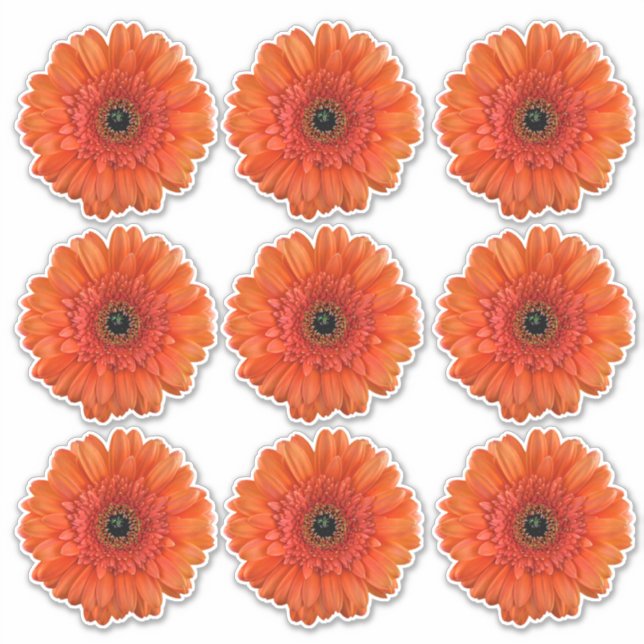 9 Pegatinas de Flor de Gerbera Naranja Kiss-Cut (Anverso)
