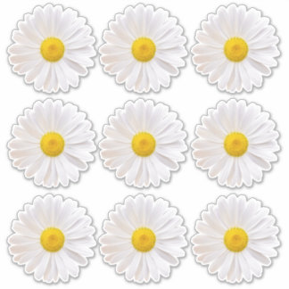 9 Pegatinas de Flor de Margarita Shasta con Corte