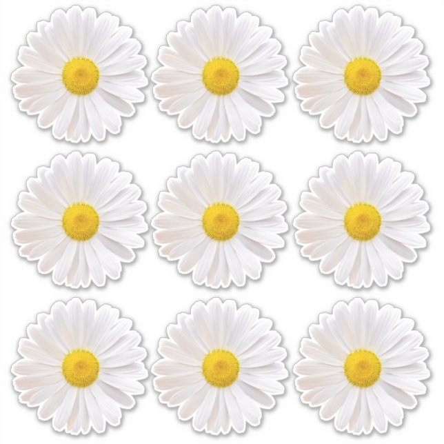 9 Pegatinas de Shasta Daisy Flower Kiss Cut (Anverso)
