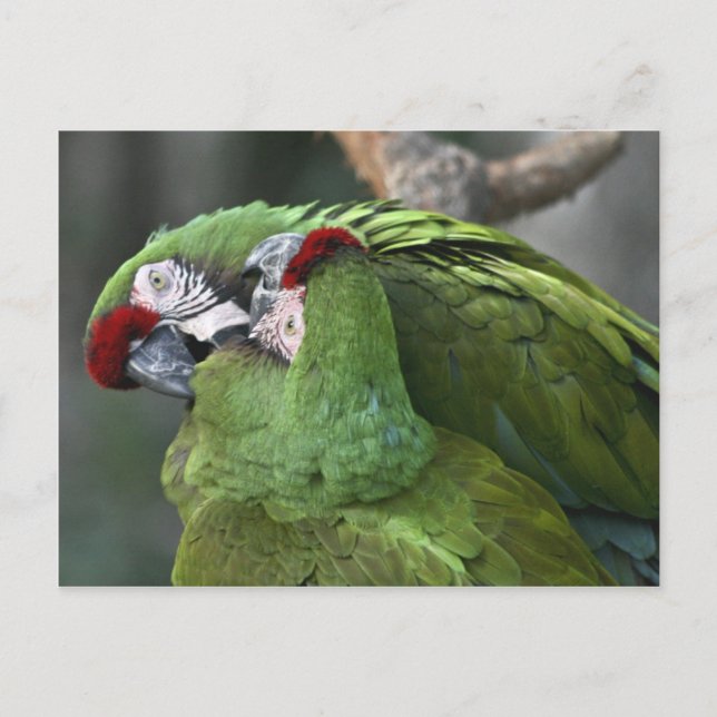 A12 Postal Pareja De Loro (Anverso)