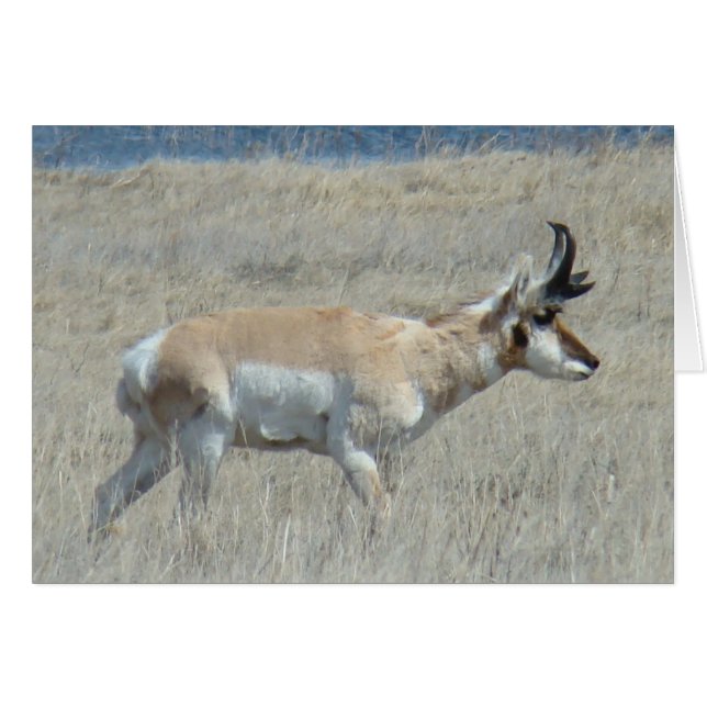 A25 Pronghorn Antelope Young Buck (Anverso (Horizontal))