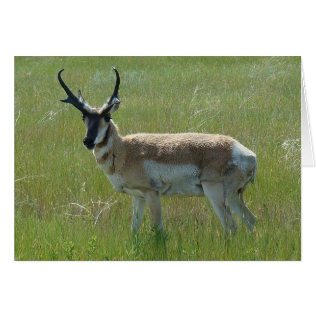 A36 Pronghorn Antelope Big Buck (Anverso (Horizontal))