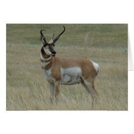 A37 Antelope Pronghorn Hornos Crocidos Big Buck
