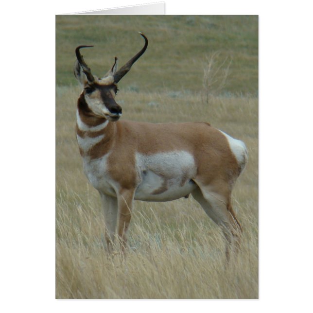 A37 Antelope Pronghorn Hornos Crocidos Big Buck (Frente)