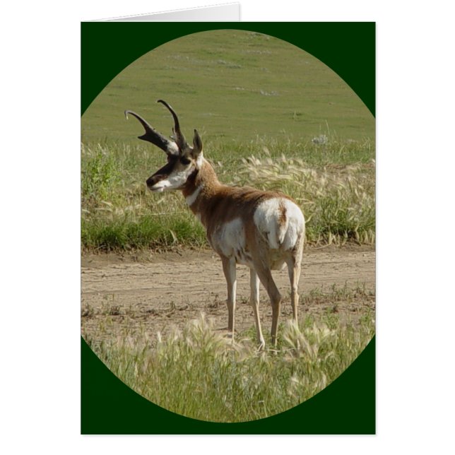 A39 Pronghorn Antelope Buck (Frente)