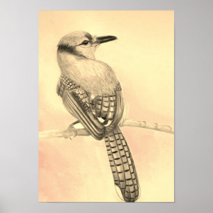 A3 Impresión de dibujo de lápiz de Jay azul hermos