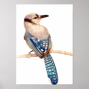 A3 Impresión de dibujo de lápiz de Jay azul hermos