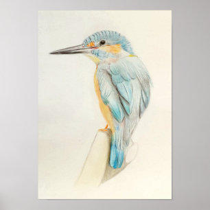 A3 Impresión de dibujo de lápiz de Kingfisher
