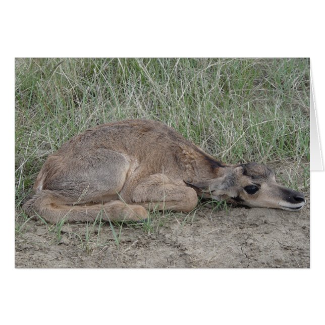 A6 Baby Pronghorn Antelope (Anverso (Horizontal))