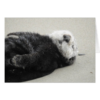 A dreaming sea otter