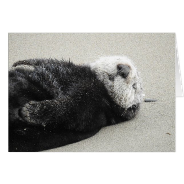 A dreaming sea otter (Anverso (Horizontal))