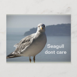 A la gaviota no le importa la postal