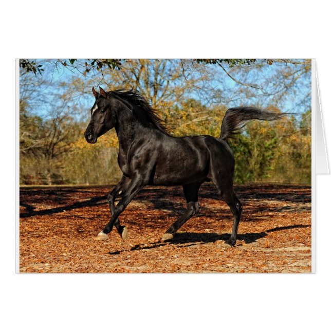 A través de las hojas de otoño (Anverso (Horizontal))