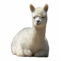 Aah escultura de la foto de la alpaca