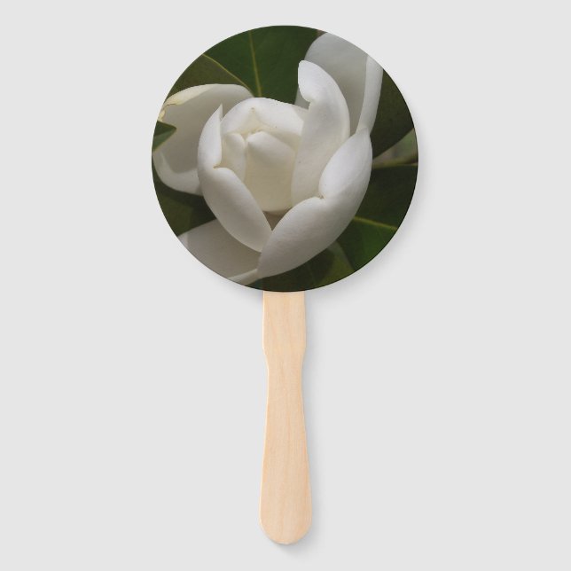Abanico brote de flor de magnolia del sur blanco (Anverso)