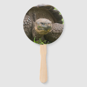 Abanico Tortuga gigante