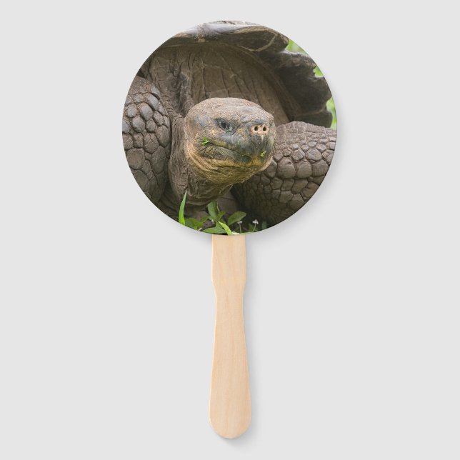 Abanico Tortuga gigante (Anverso)