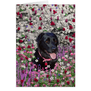 Abby en flores - perro del laboratorio negro