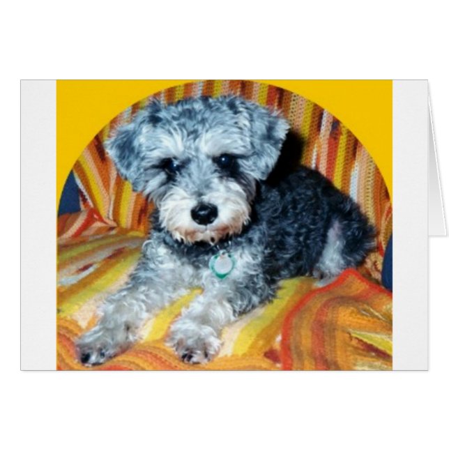 Abby the Schnoodle (Anverso (Horizontal))
