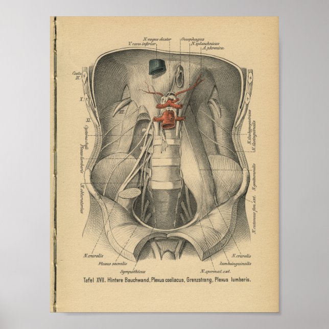 Abdomen de impresión de anatomía alemana de 1888 v (Frente)