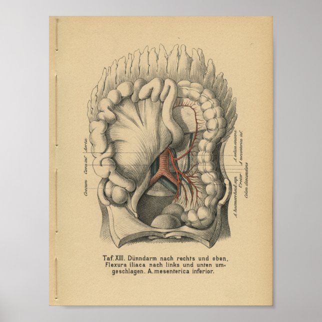 Abdomen de impresión de anatomía alemana de 1888 v (Frente)