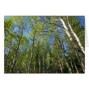 Abedules de verano en Rocky Mountain