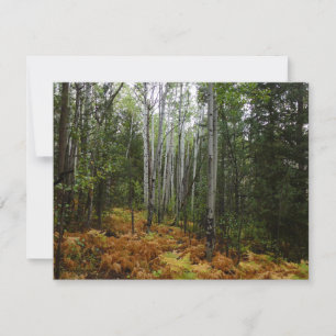 Abedules y Helechos de Otoño en Rocky Mountain