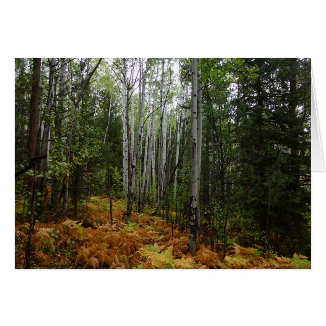 Abedules y Helechos de Otoño en Rocky Mountain (Anverso (Horizontal))