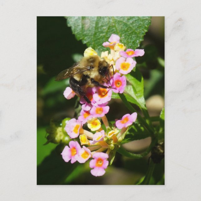 "Abeja a Lantana." Postal (Anverso)