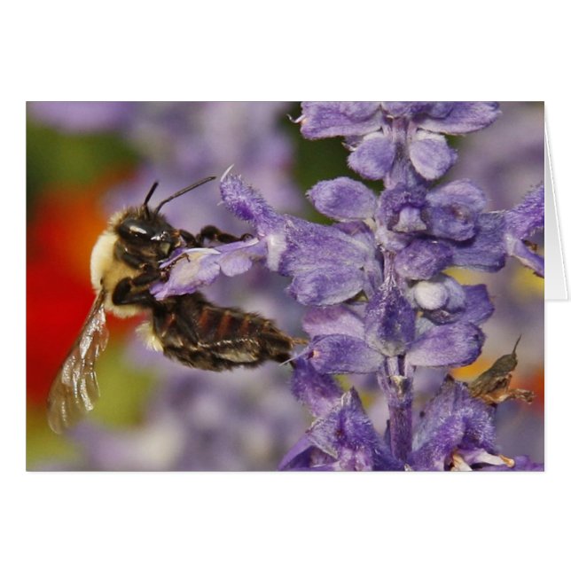 Abeja acrobática (Anverso (Horizontal))