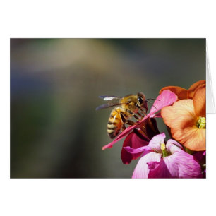 ¡Abeja compasiva!