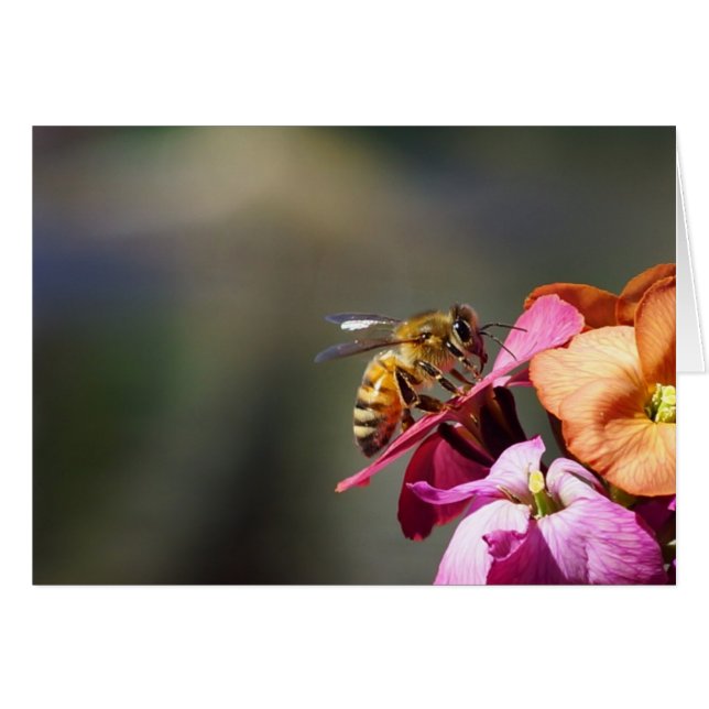 ¡Abeja compasiva! (Anverso (Horizontal))