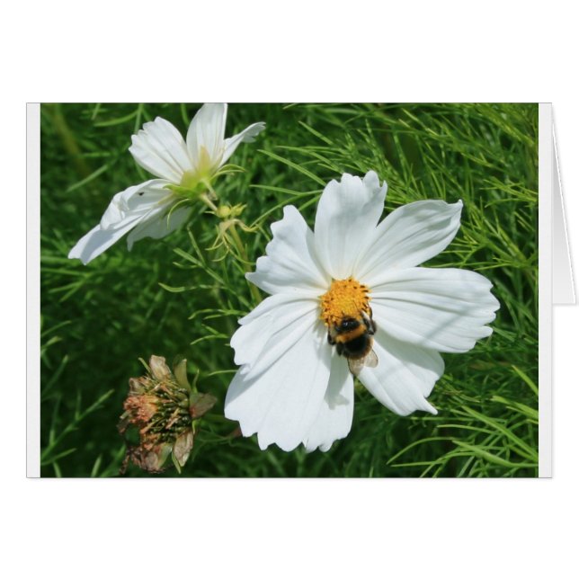 Abeja con flor blanca (Anverso (Horizontal))