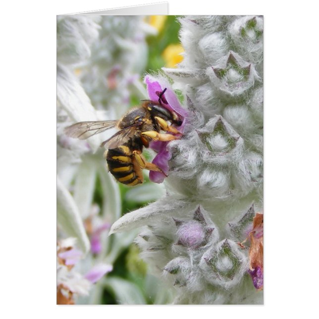 Abeja con tarjeta Lambs Ear ~ (Frente)
