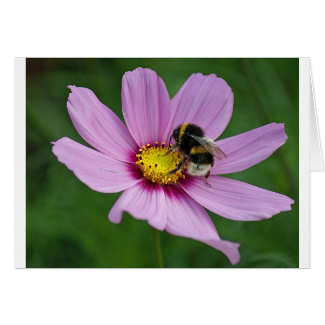 abeja de burbujas (Anverso (Horizontal))