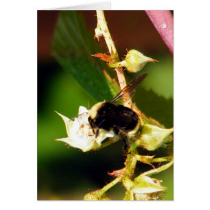 Abeja de la frambuesa