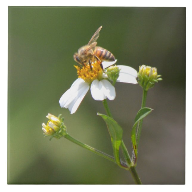 Abeja de la miel en la teja de la flor blanca (Frente)