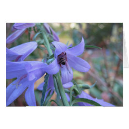 Abeja de miel de Harebell