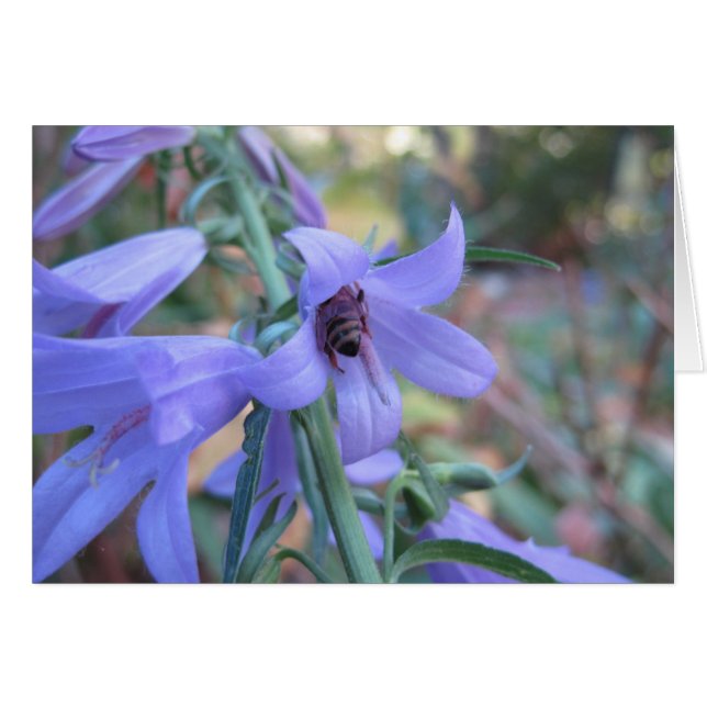 Abeja de miel de Harebell (Anverso (Horizontal))