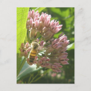 Abeja de miel en la postal de Milkweed