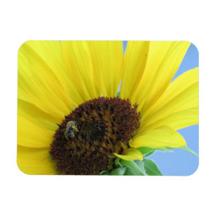 Abeja De Miel En Un Imán De Girasol