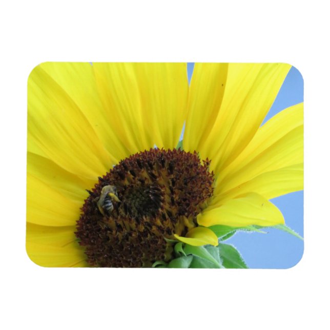 Abeja De Miel En Un Imán De Girasol (Horizontal)