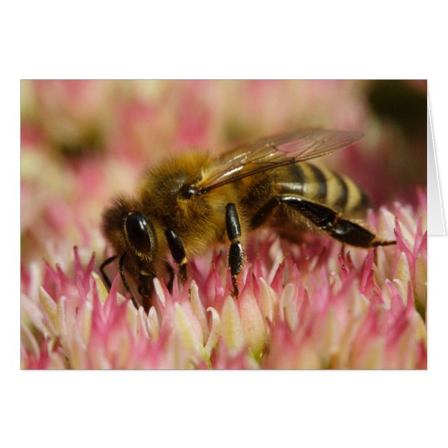Abeja de Miel Occidental (Anverso (Horizontal))