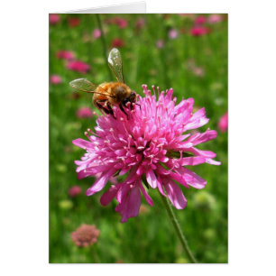 Abeja de miel sobre flor rosa
