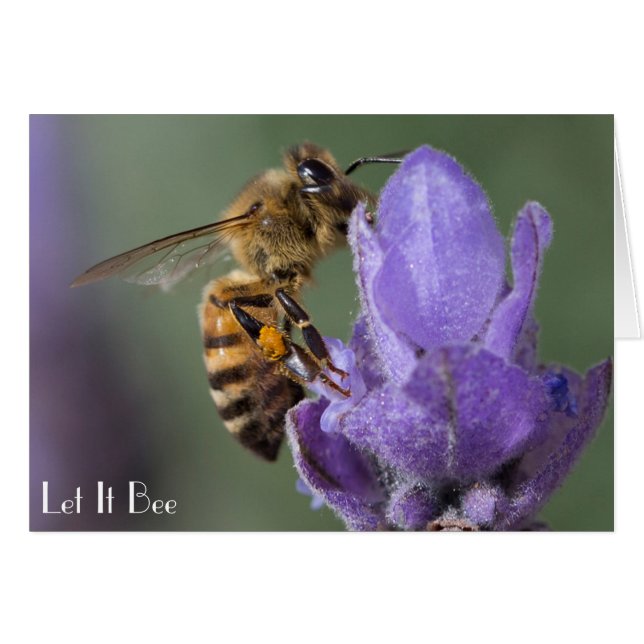 Abeja de miel sobre flores de lavanda (Anverso (Horizontal))