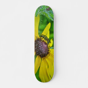 Abeja de patineta y Susan de ojos negros