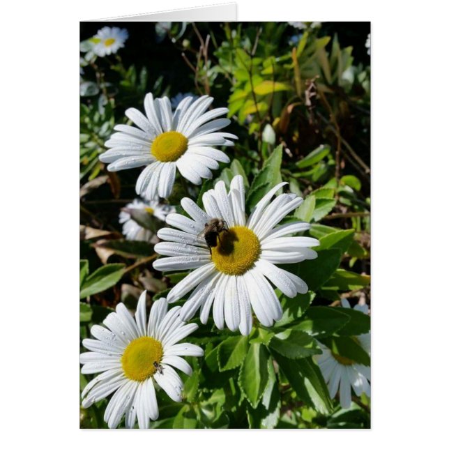 Abeja de polinización de la margarita (Frente)