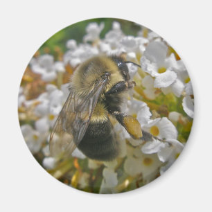 Abeja de púas con el imán de las cestas de polen