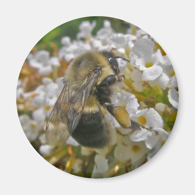 Abeja de púas con el imán de las cestas de polen (Frente)